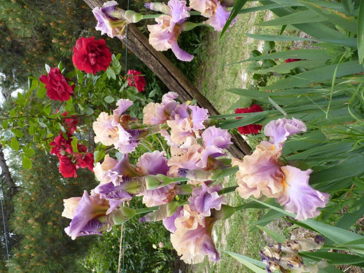 B&B The Roses Garden Millesimo Exterior photo